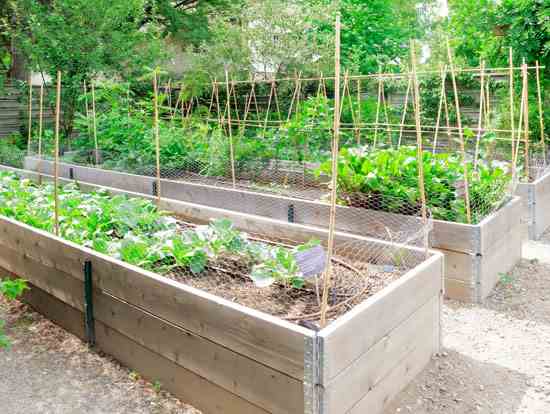 Raised-bed gardening with low-maintenance crops makes growing vegetables easy on joints and tendons.